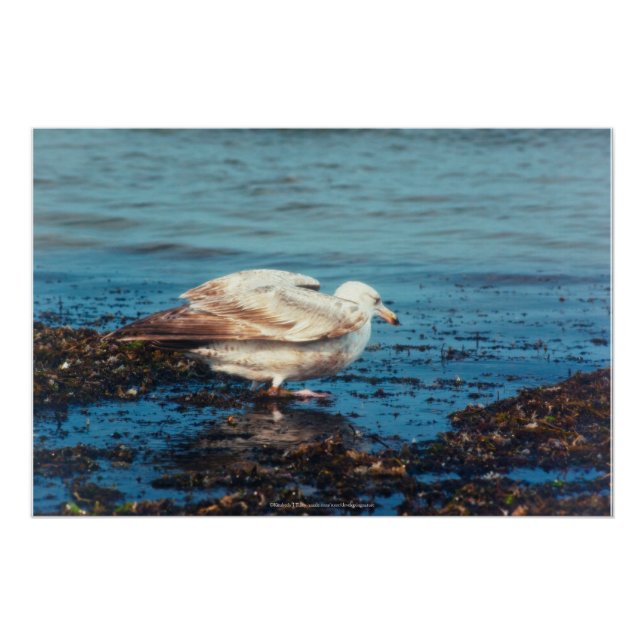 Herring Gull P1046 Poster (Front)