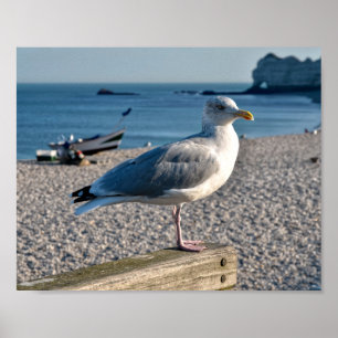 Herring gull perched on a wooden fence poster