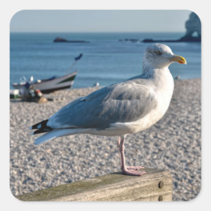 Herring gull perched on a wooden fence   square sticker