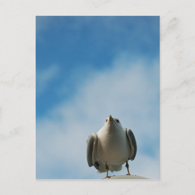 Herring Gull Postcard (Front)