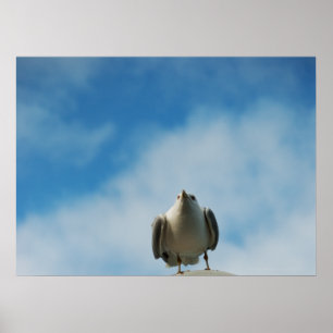 Herring Gull Print