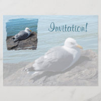 Herring Gull Resting on Rock Jetty: