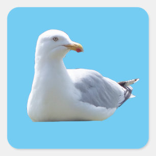 Herring Gull Resting Seaside Wildlife Nature Art Square Sticker