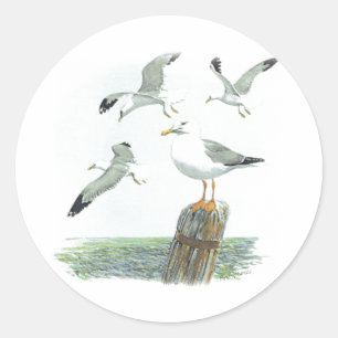 Herring Gull Sticker