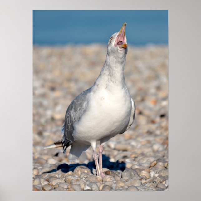 Herring gull uttering its cry  poster (Front)