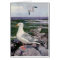 Herring Gulls on Rocky Shoreline