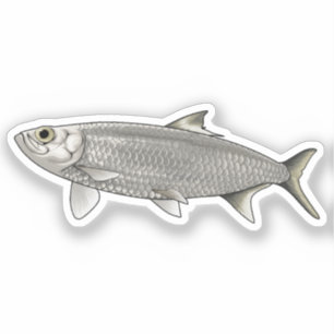 Herrings vector illustration