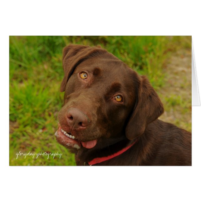 Hershey (Front Horizontal)