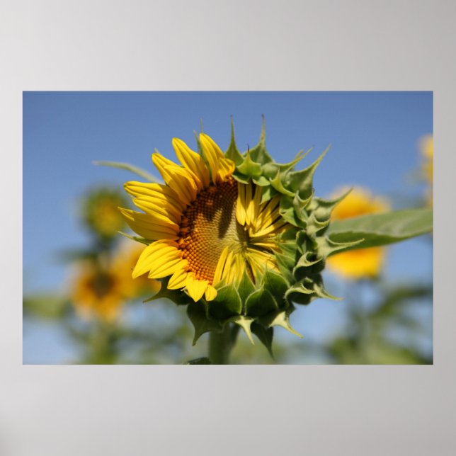 Hesitant Poster (Front)