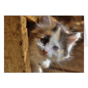 Heterochromia Calico Kitten