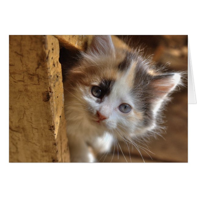 Heterochromia Calico Kitten (Front Horizontal)