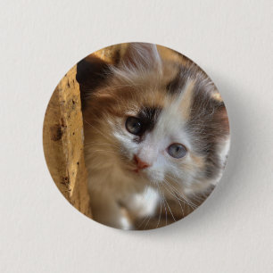 Heterochromia Calico Kitten 6 Cm Round Badge