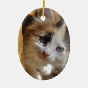 Heterochromia Calico Kitten Ceramic Tree Decoration