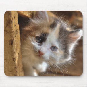 Heterochromia Calico Kitten Mouse Mat
