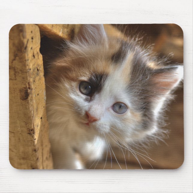Heterochromia Calico Kitten Mouse Mat (Front)