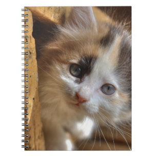 Heterochromia Calico Kitten Notebook