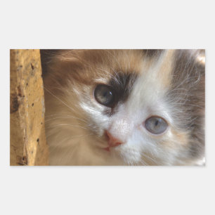 Heterochromia Calico Kitten Rectangular Sticker