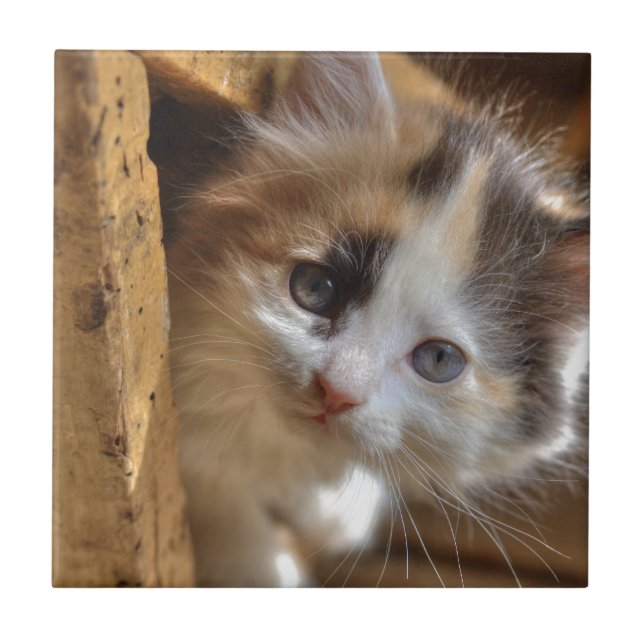 Heterochromia Calico Kitten Tile (Front)