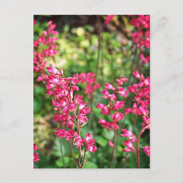 Heuchera In Pink Postcard (Front)