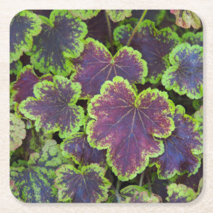 Heucherella Leaves Coaster