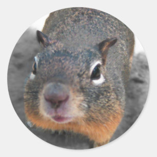 Hey cutey funny squirrel classic round sticker