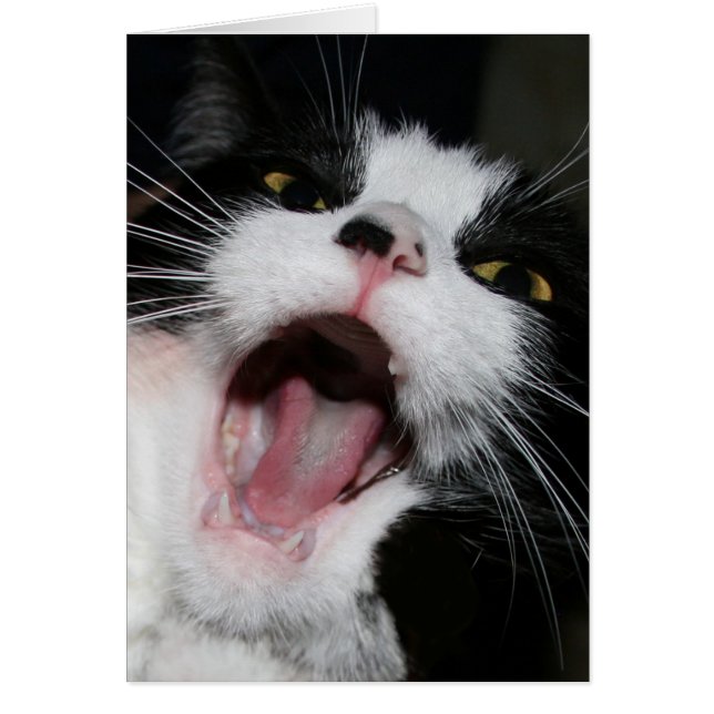 Hey I Am TALKING TO YOU!!! Crazy Cat (Front)