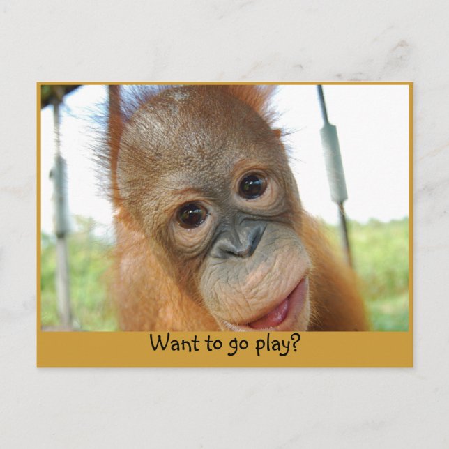 Hey, I'm a Cute Primate Postcard (Front)