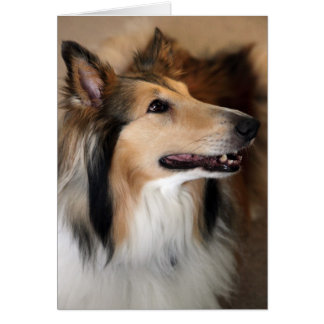 Hey there! Collie Card