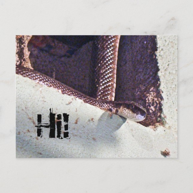 Hi - Black Snake in the Basement Postcard (Front)