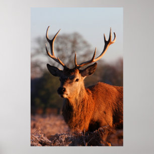 HI DEER POSTER