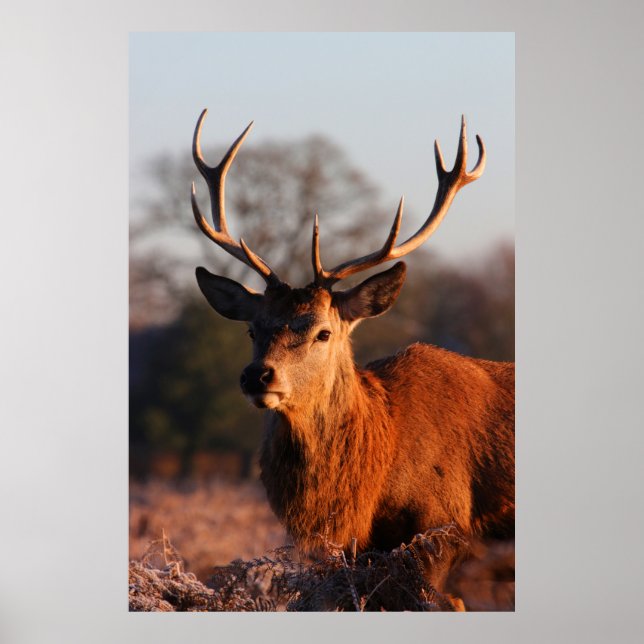 HI DEER POSTER (Front)