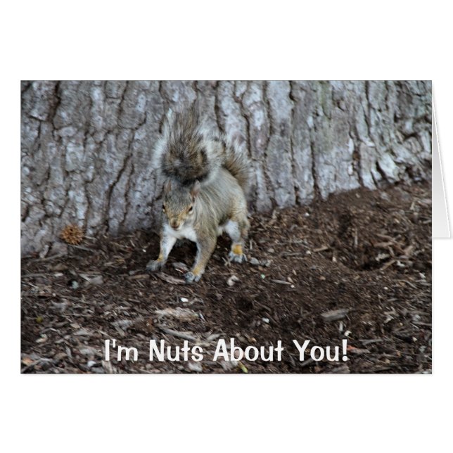 Hi def photography of a Squirrel, Good Sentiments (Front Horizontal)