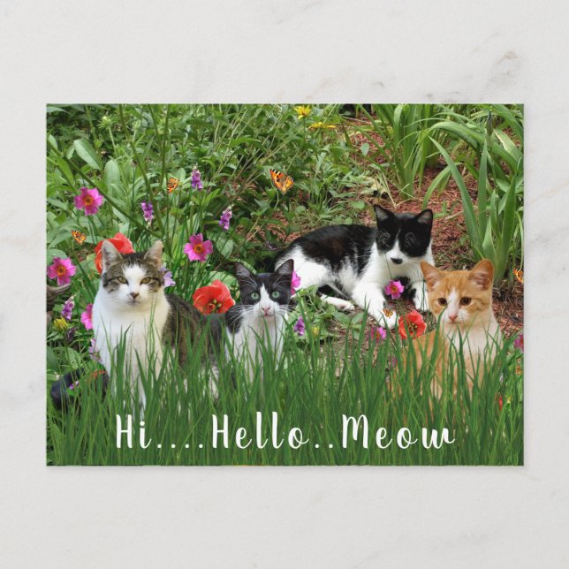 Hi Hello Meow / Cats in the Garden Cute Animal Postcard (Front)