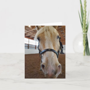 "Hi" Horse Card
