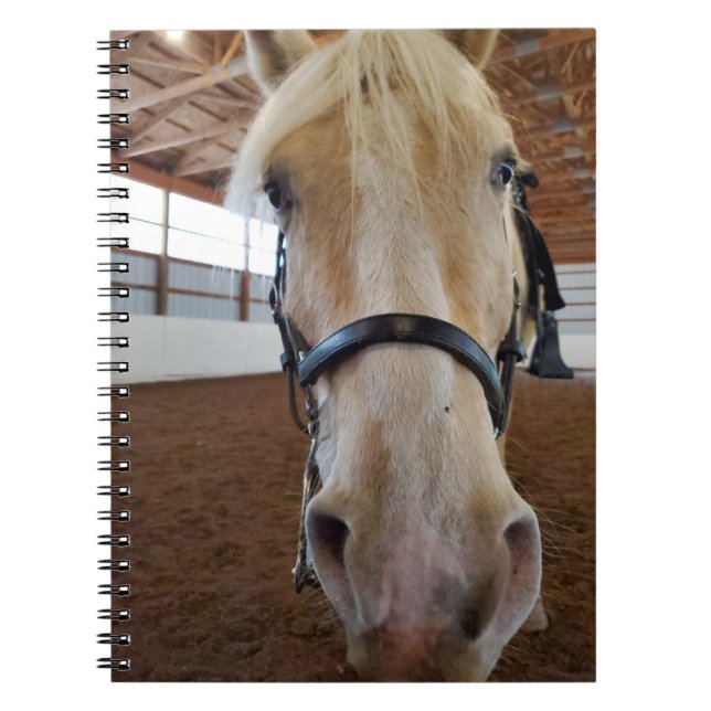 "Hi" horse Notebook (Front)