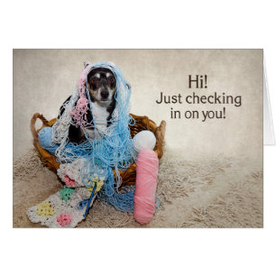 HI! - HUMOR - DOG TANGLED IN YARN