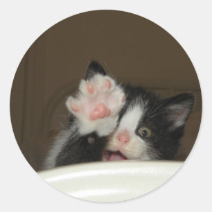"Hi" Kitten stickers