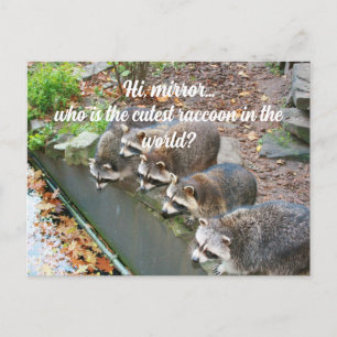 Hi Mirror Who Is The Cutest Funny Racoon  Postcard
