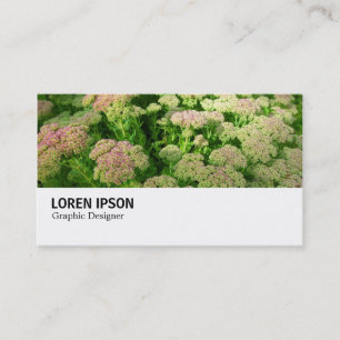 Hi-Phi - 0244 - Sedum "Autumn Joy" Business Card