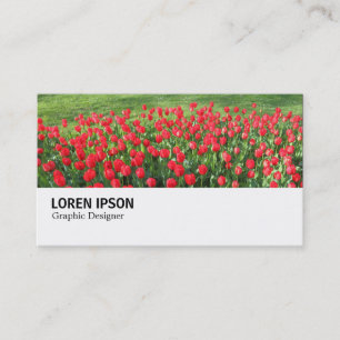 Hi-Phi - 0374 - Bed of Red Tulips 01 Business Card