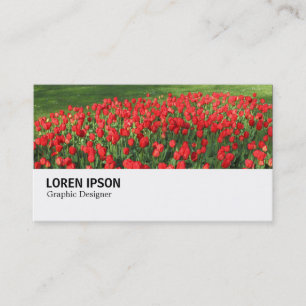Hi-Phi - 0375 - Bed of Red Tulips 02 Business Card