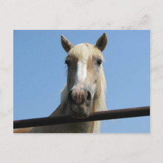 hi sweetie postcard