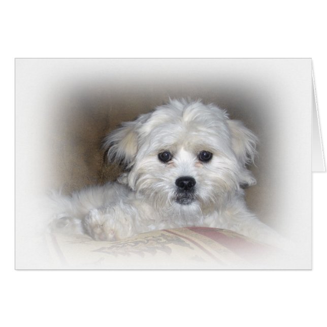 Hi There!  Faded Shih Poo Puppy (Front Horizontal)