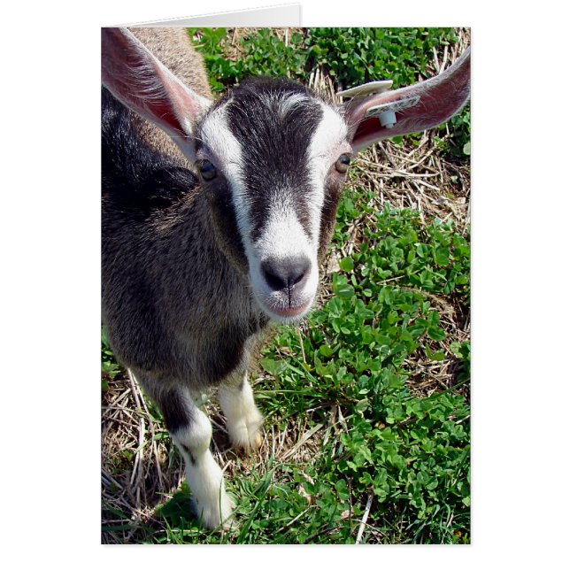 Hi There Goat (Front)