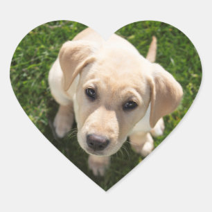 Hi There! (yellow Labrador retriever puppy) Heart Sticker