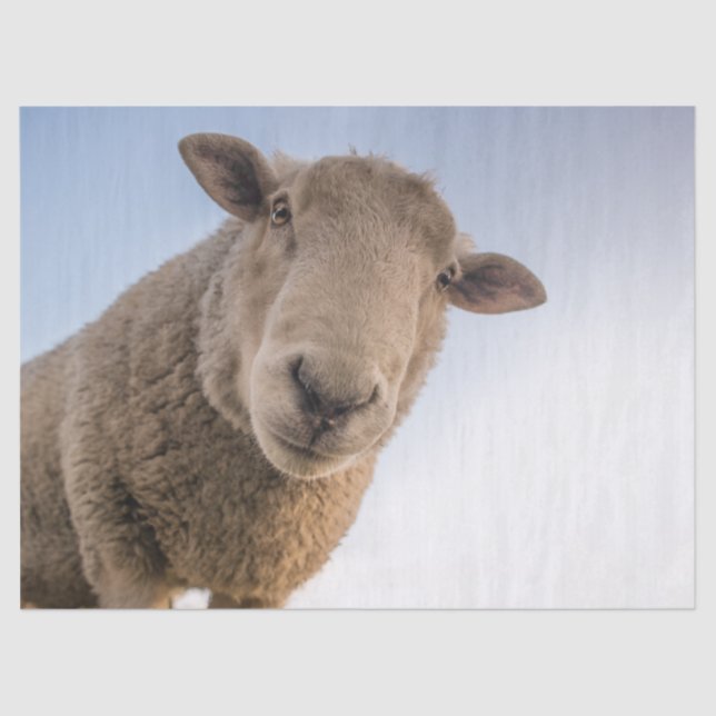 Hi Tissue Paper (Front)