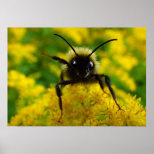 Hi to the Public Poster