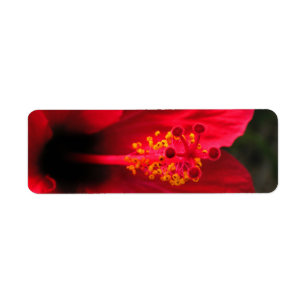 Hibiscus