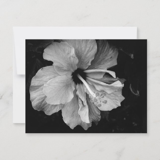 Hibiscus (Front)