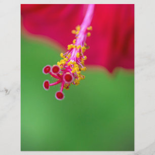 hibiscus